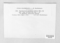 Pucciniastrum epilobii image